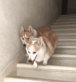 比格犬和柯基犬优缺点,威尔士柯基犬优缺点