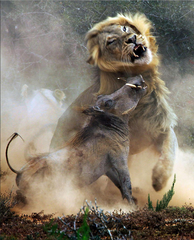 猪不同阶段都需要什么,为什么猪能活到现在