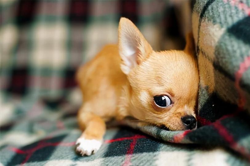 新手养狗选什么狗又便宜,养狗新手推荐什么狗省钱的