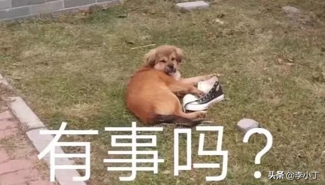 全网通缉的两条狗,全网通缉的狗