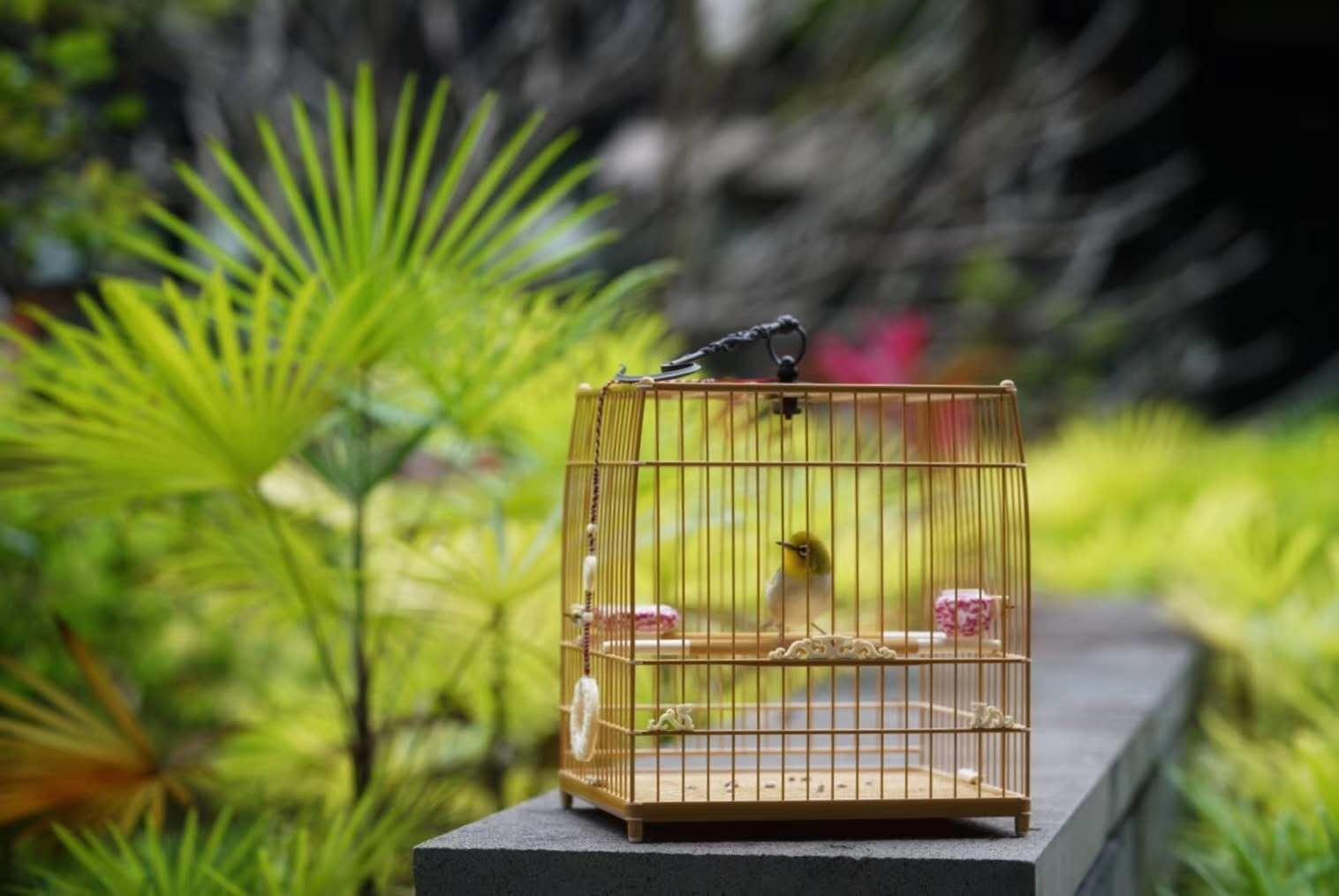 驯养鸟,训鸟很难么