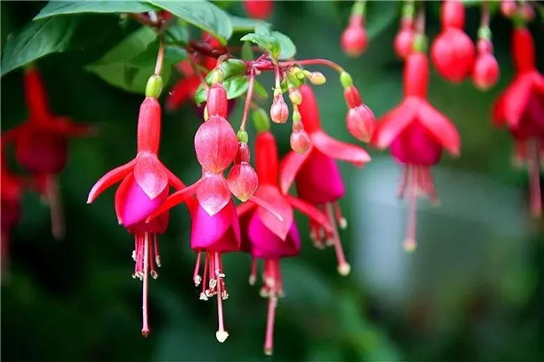 惊艳倒挂金钟,惊艳倒挂金钟图片