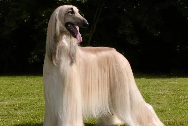 世界各国大型猛犬排名,世界各国猛犬排名