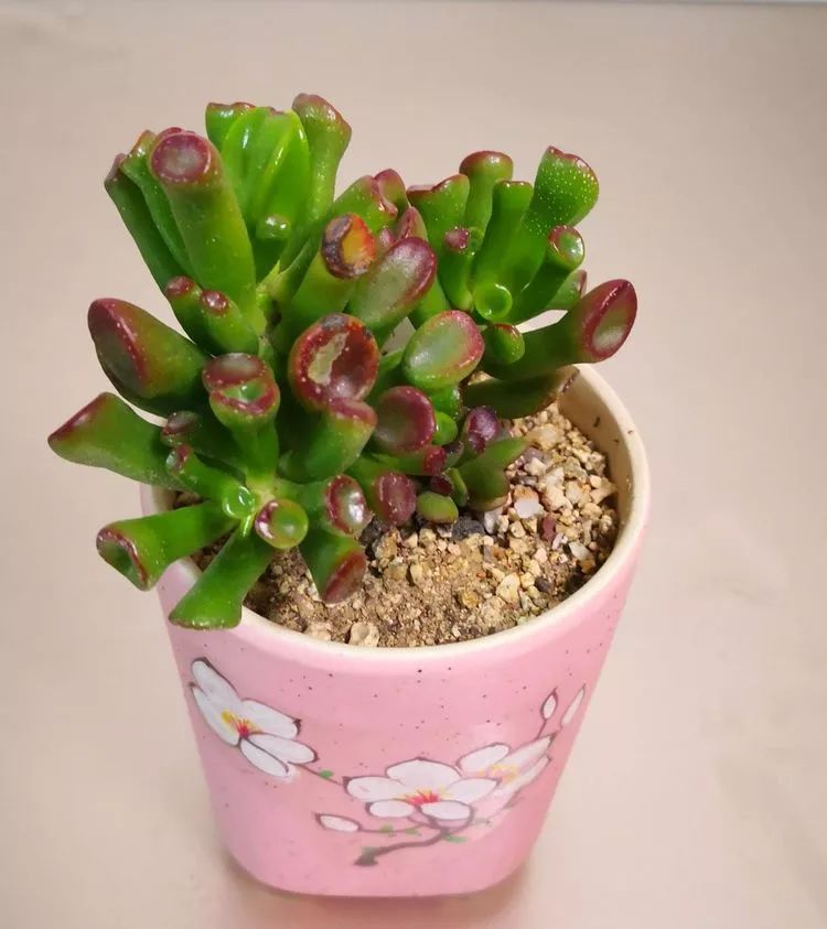 最美的20种多肉,15种最美的多肉