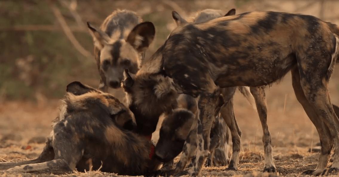 顶级捕猎者狩猎场面,狼群捕猎瞬间