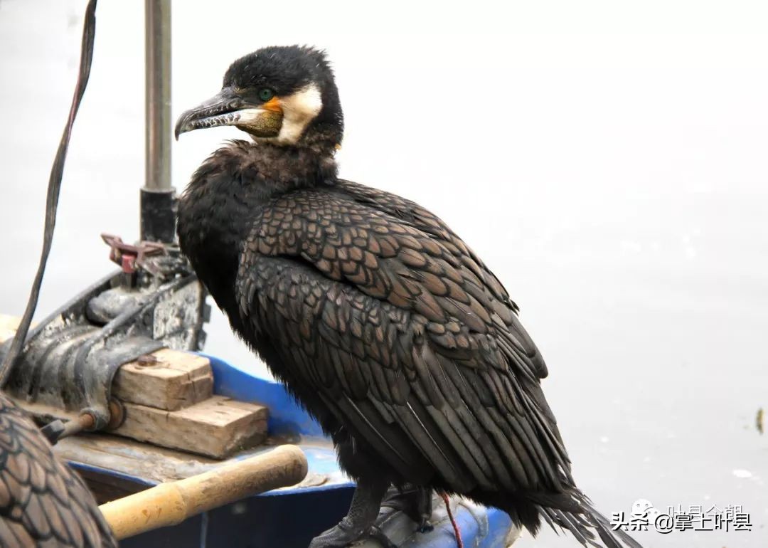 叶县这位姑娘火了！靠网络直播捕鱼，成功吸粉200多万！