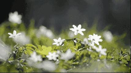 太白山凤凰温泉度假酒店温泉,太白山凤凰温泉酒店五一