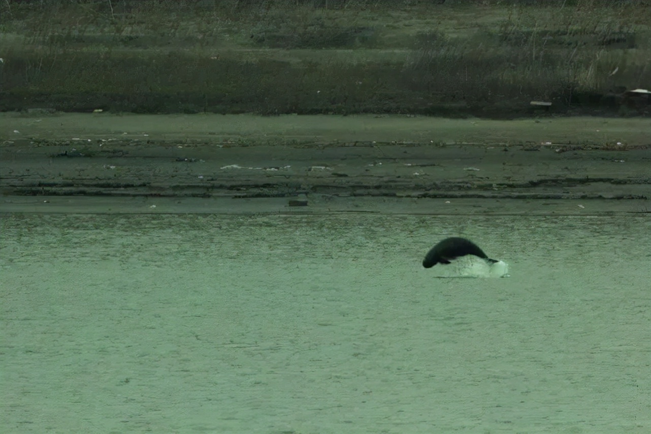 长江十年禁渔期过去了两年！江水中有何变化？再现三大罕见生物