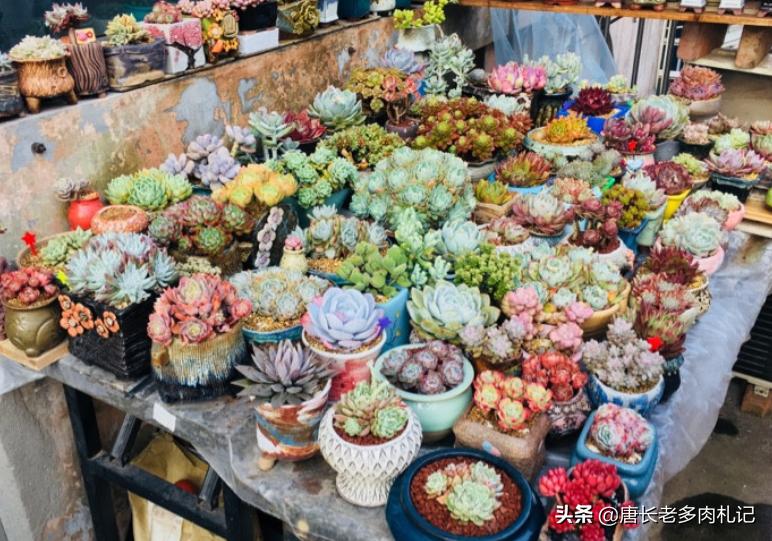 养多肉不为人知的秘密,养多肉是一个坑