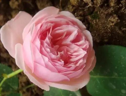 最漂亮10种微型月季,新手必入这8种月季漂亮好养