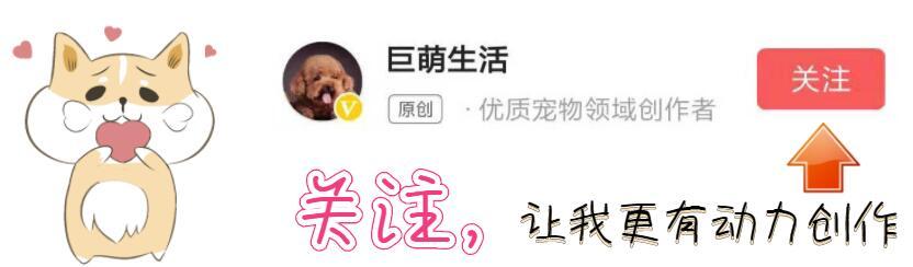 流浪狗受伤了怎么办求助什么部门,可怜的流浪狗终于得到救治