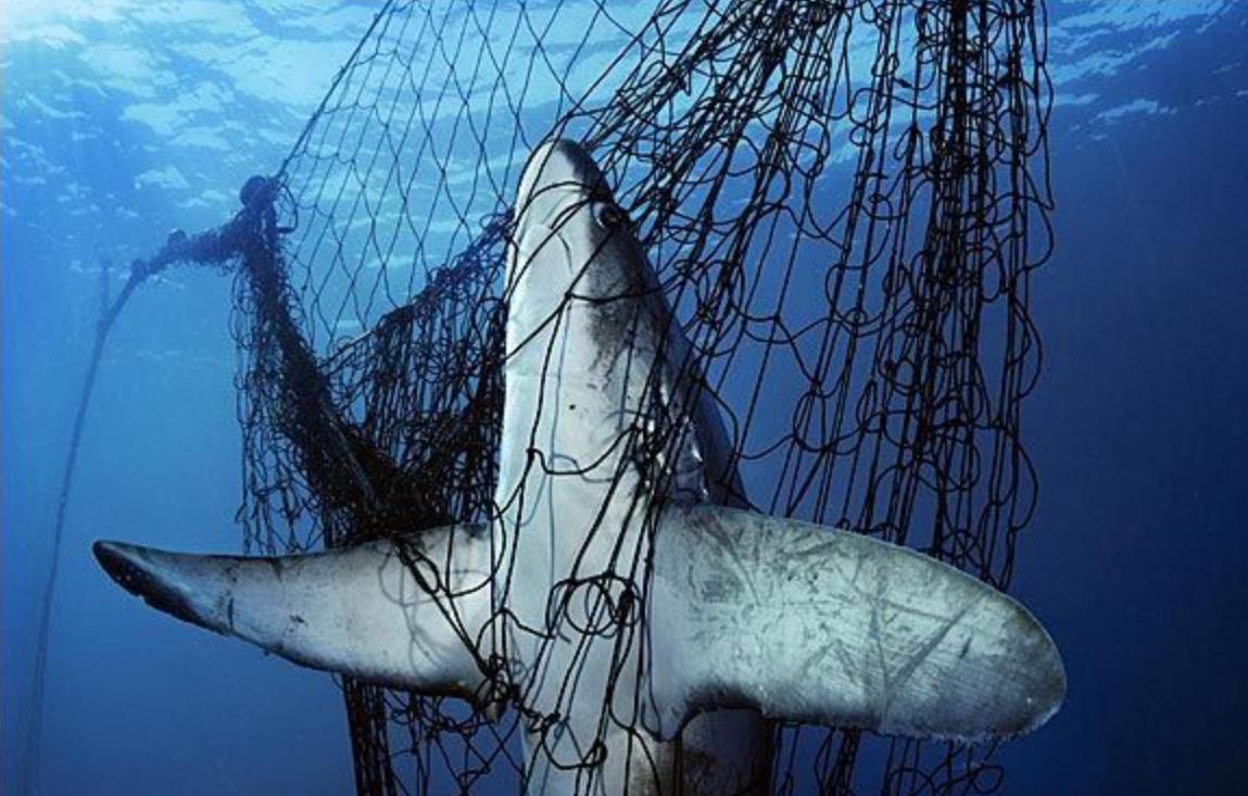 渔民误捕大鲨鱼,江苏渔民误捕3吨重鲸鲨
