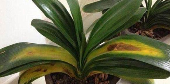 君子兰烂根黄叶怎么补救,君子兰黄叶烂根的解决方法