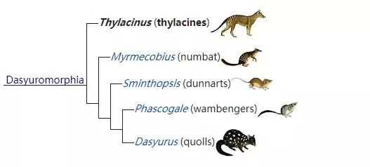 灭绝物种什么罪,灭绝动物的报应