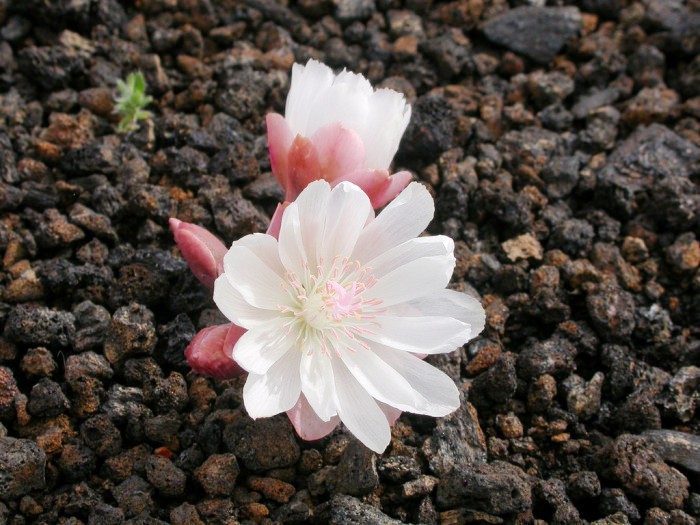 打动人心的走心句子语录,抚慰人心的句子句句透彻值得分享