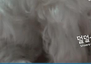 狗狗总是喘上不来气,狗狗总是咳嗽却查不出病因