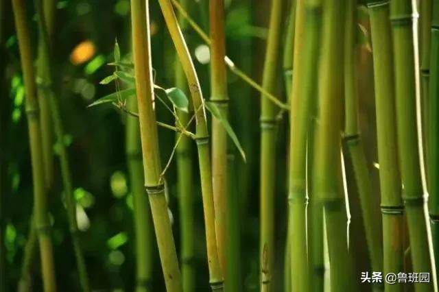 天然木材家具,常用做家具的几种木材材质