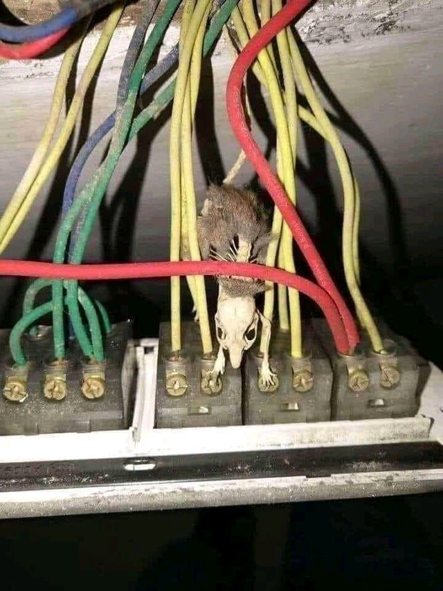 30张活久见的对比照,鳄鱼被电鳗电死的视频