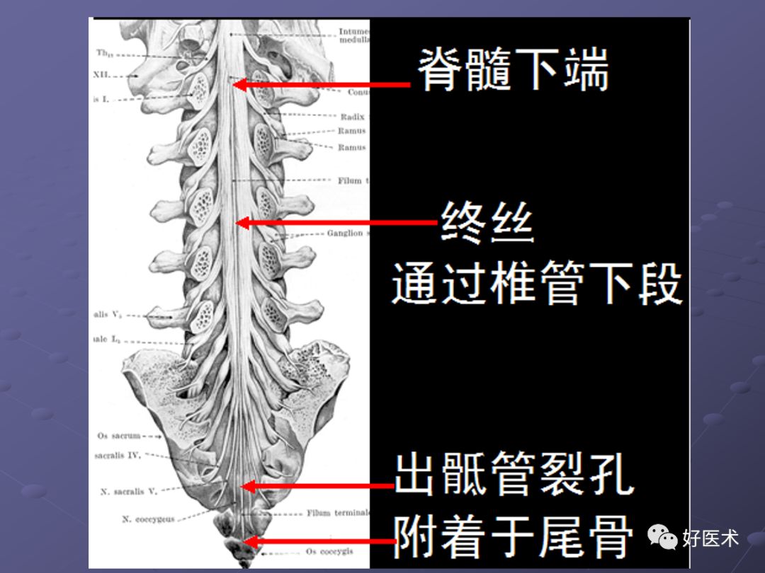 脊柱mri有哪些特点,乳腺疾病的mri诊断及鉴别