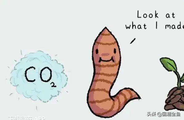 养鱼鱼食大全,养鱼知识大全鱼塘鱼食