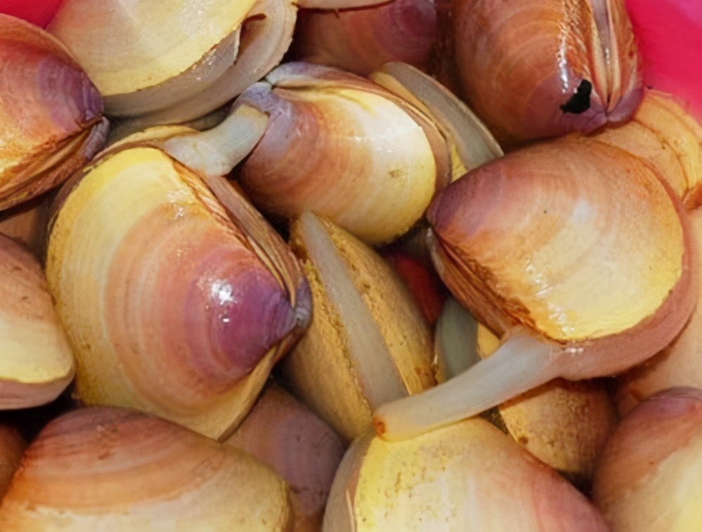 南方人之前喂鸭子的海鲜,现在身价高到不敢吃,西施舌你尝过没?