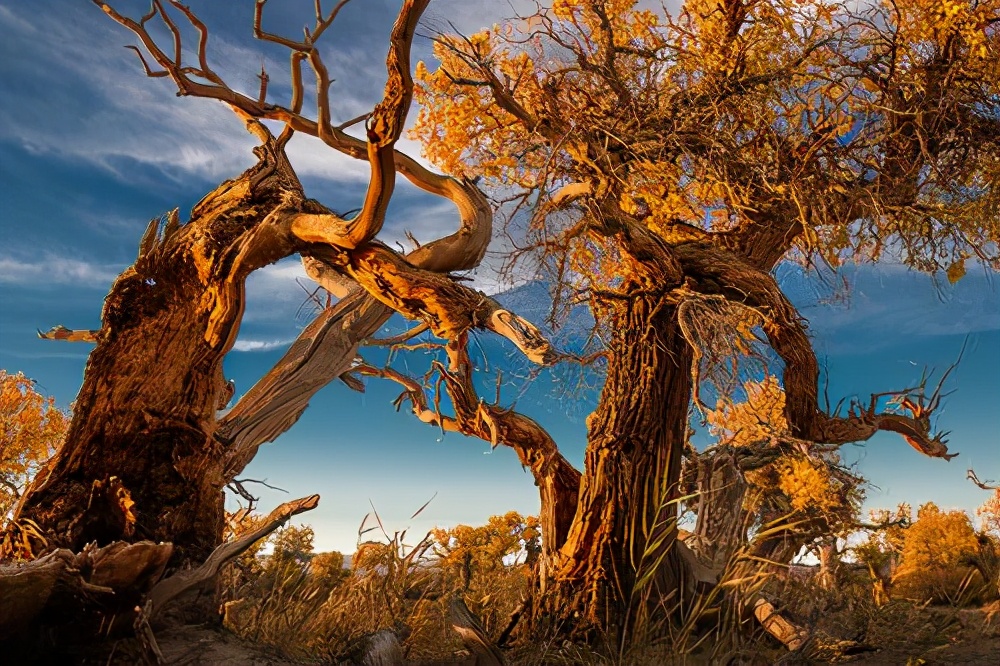 塔克拉玛干沙漠中的植被,塔克拉玛干沙漠腹地中的植物