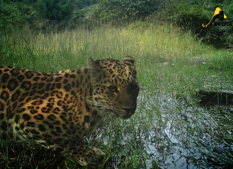 云南的豹是什么亚种,最小的豹亚种