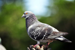 种鸽育雏期有毛滴虫怎么处理,鸽子毛滴虫会导致雏鸽死亡吗
