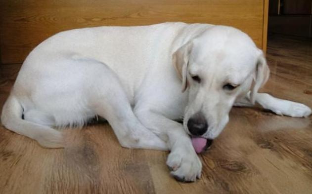 狗舔人为什么还时不时轻咬几下,狗舔人脏不脏