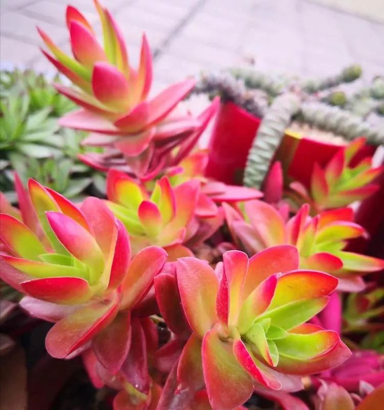 一花一叶一世界多肉,一花一世界多肉之美