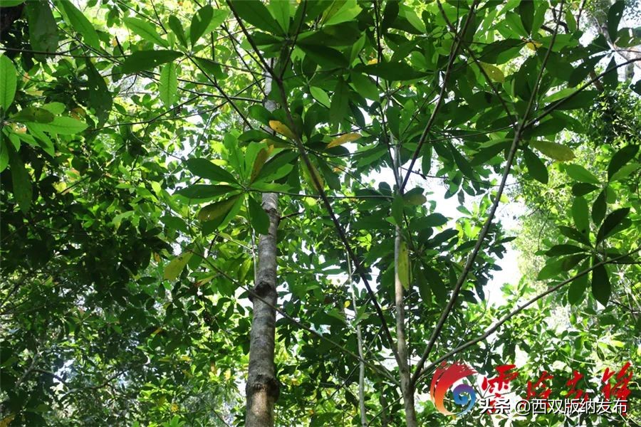 【COP15】西双版纳的她们，让云南濒危蓝果树“子孙满堂”