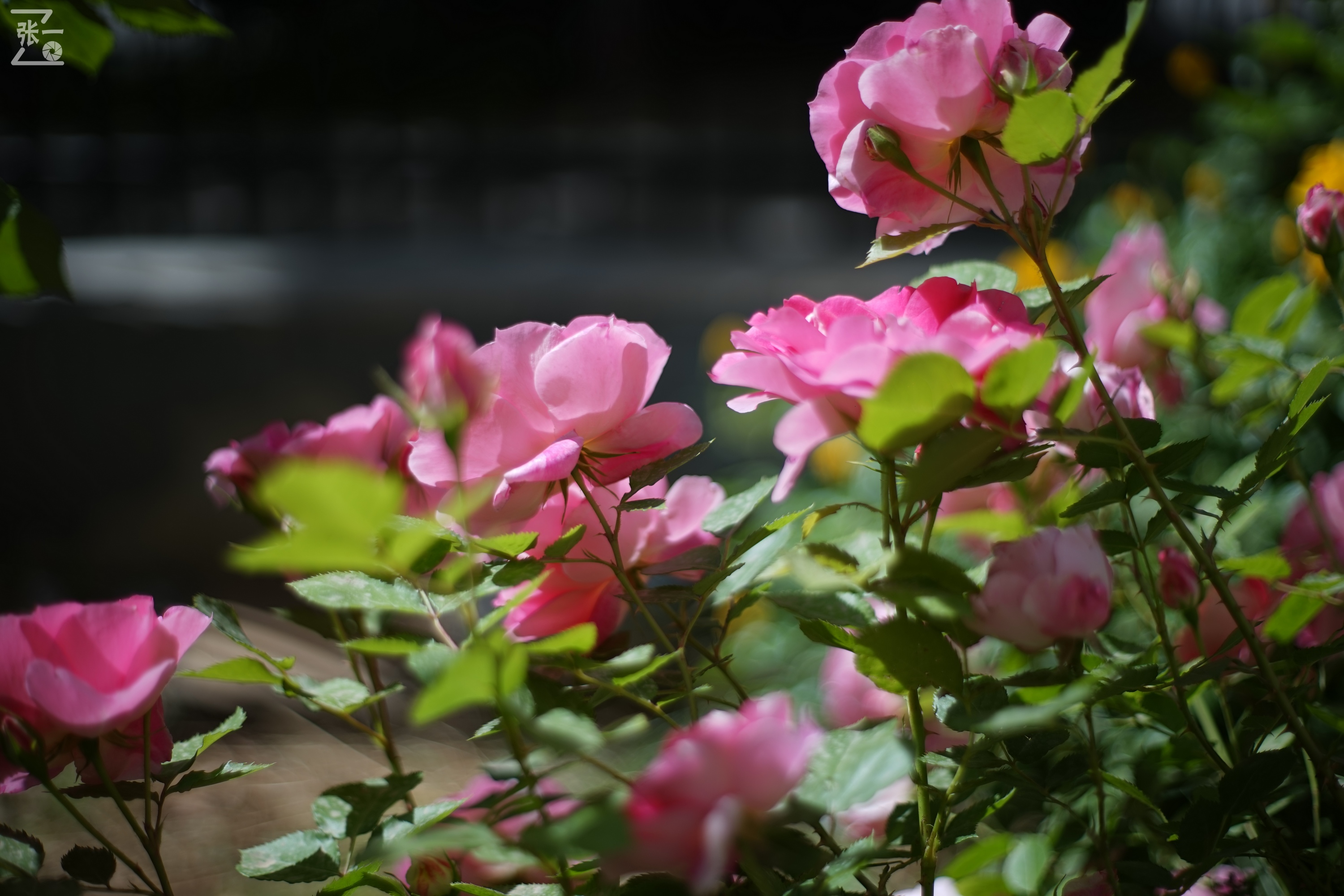 凤凰国产50mm镜头,凤凰索尼e口镜头