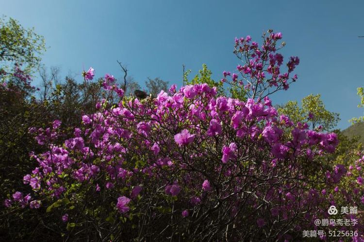 赤峰日报蒙古文,赤峰日报2005