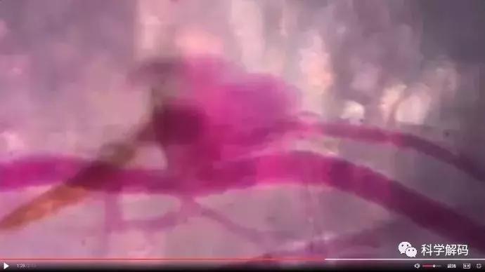 蚊子怎么咬人科普,蚊子解剖示意图