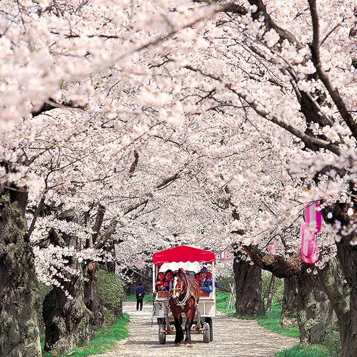 日本樱花现在还在开吗,日本樱花快要开放了吗
