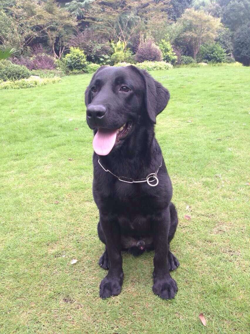 全黑的狗有什么讲究吗,买黑色的狗好还是不好