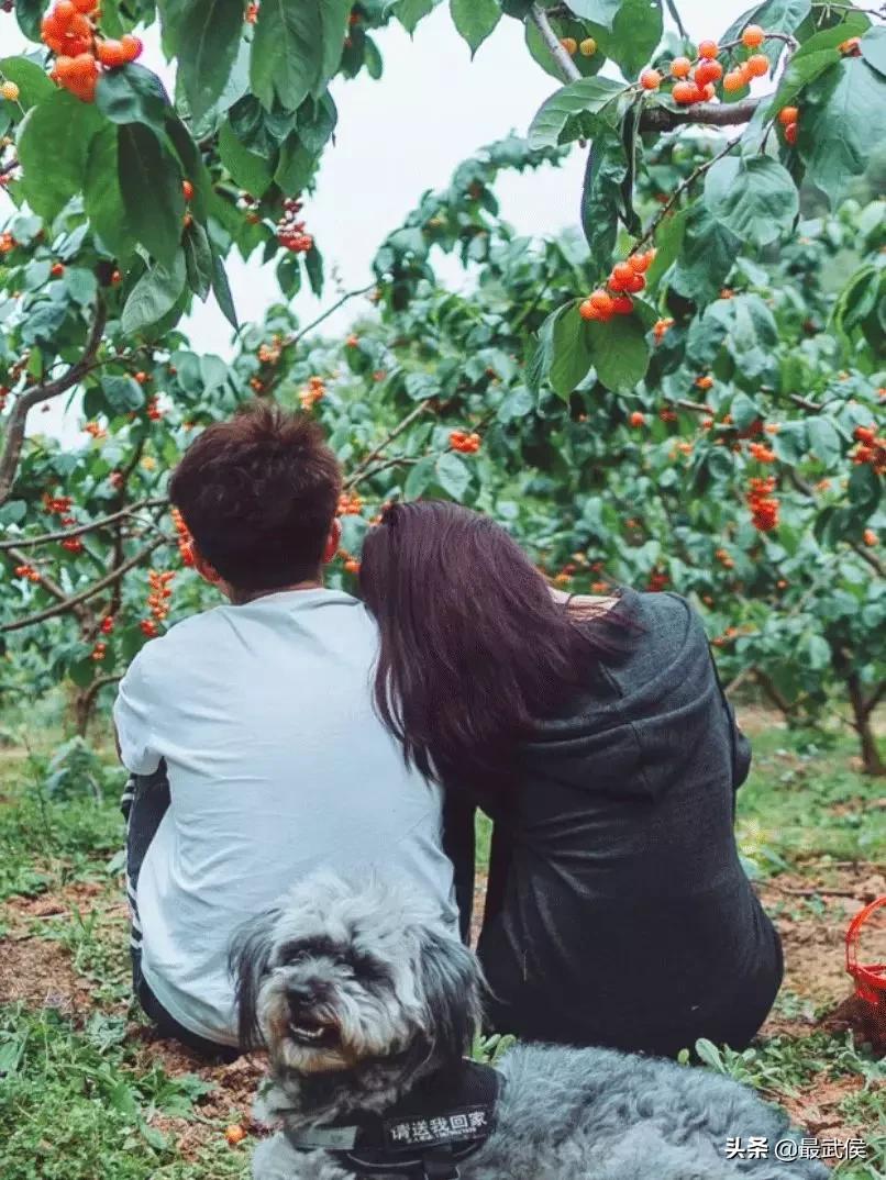 成都摘樱桃的地方不要门票,成都摘樱桃人少的地方