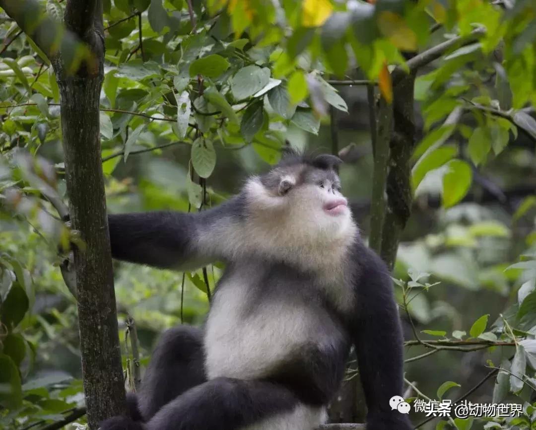 云南滇金丝猴主要栖息地为,中国濒临的动物金丝猴