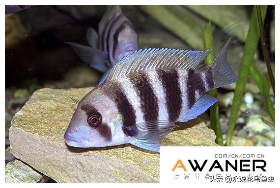 慈鲷种类图片,慈鲷科鱼品种大全