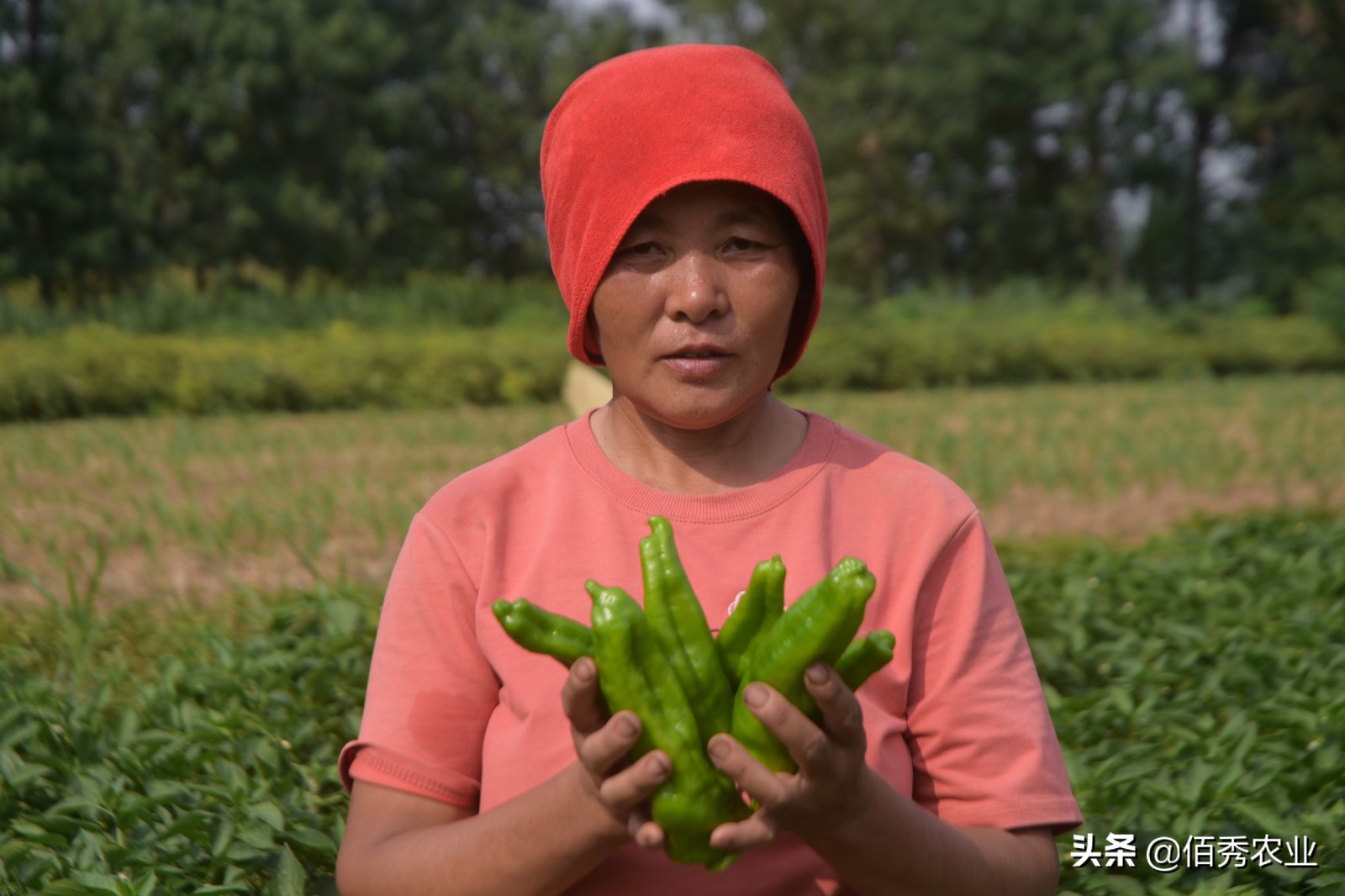 影响辣椒高产的3种因素，施肥用药有窍门，农民朋友易掌握