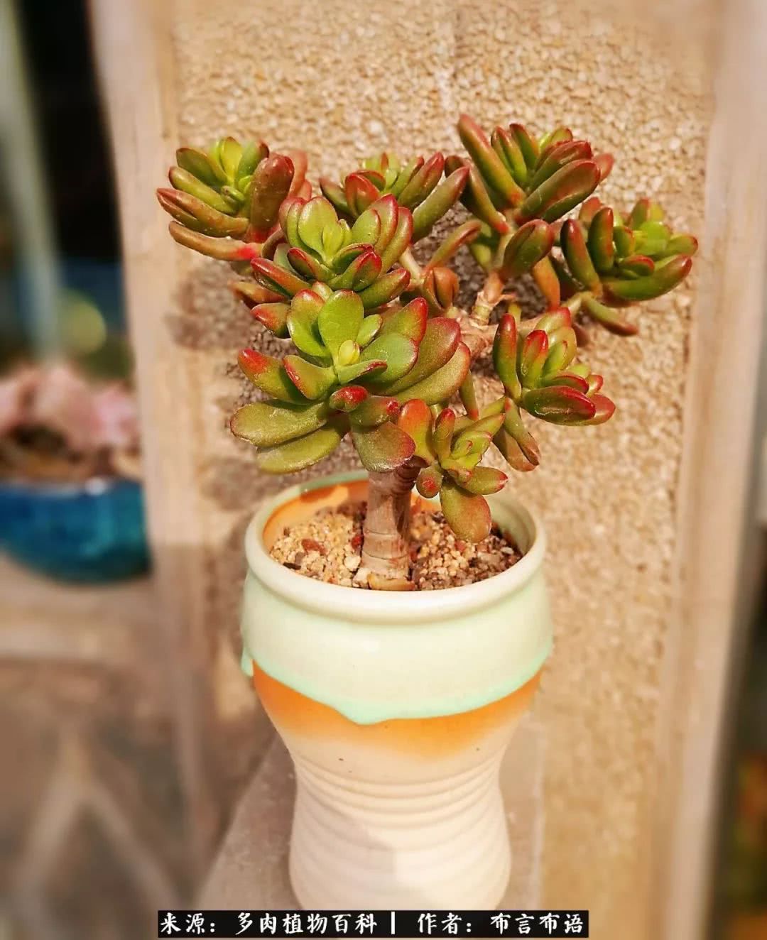 多肉的真实生活感悟,多肉的生活感悟