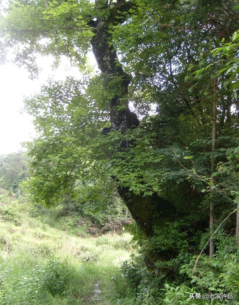 故事：杜半仙过坡杨——解和