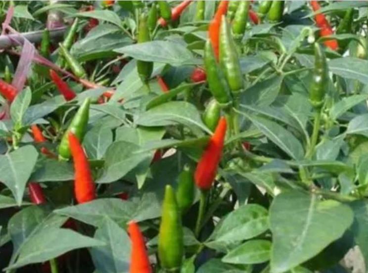 阳台上种菜一般种几个,阳台种菜几种种子放一起行吗