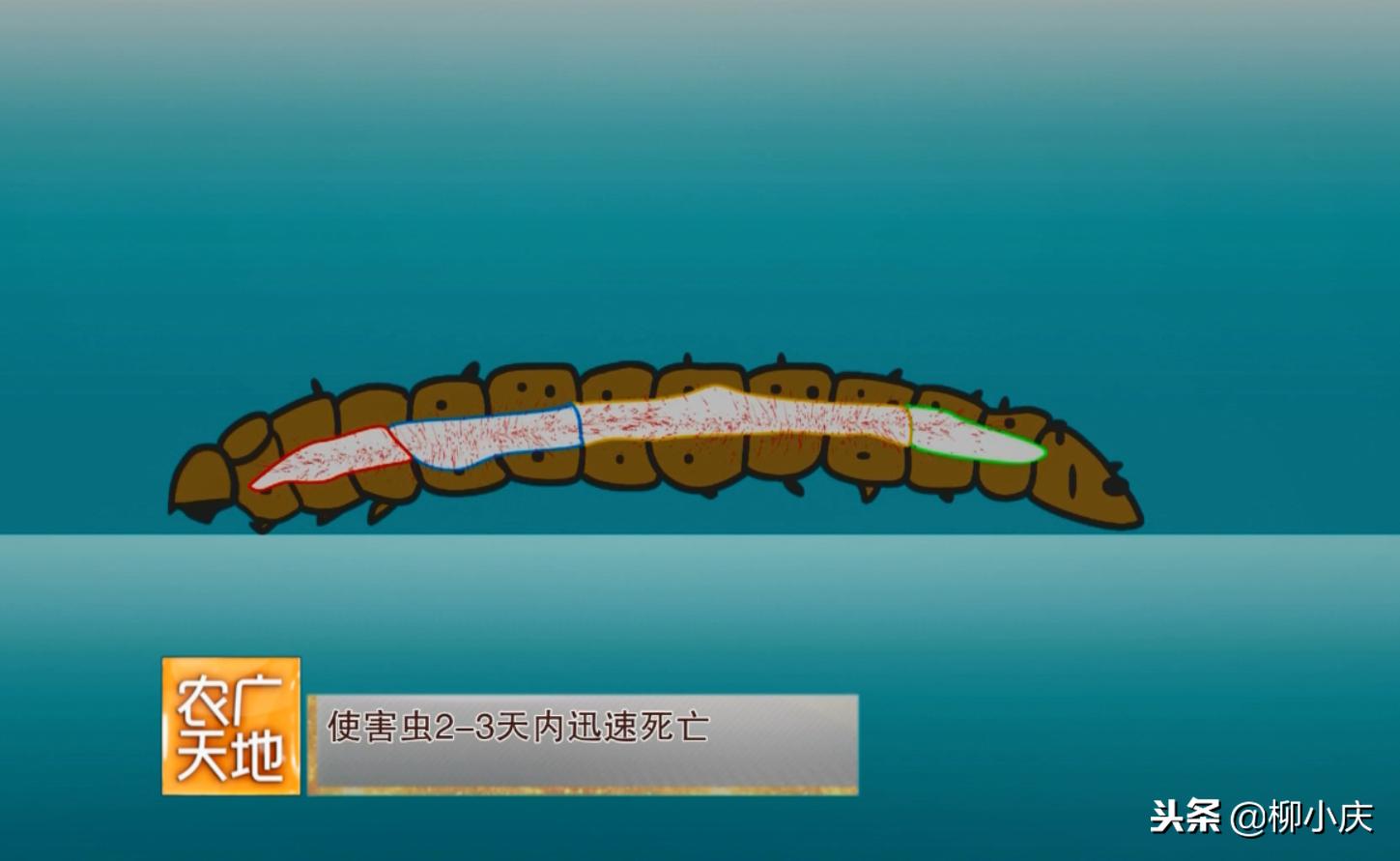 “我们追求的就是′虫吃了会死，人吃了没事′”这么高端！