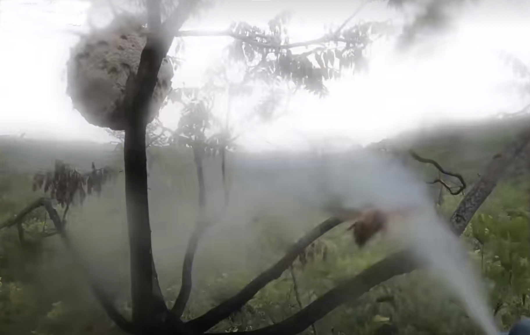 今年被马蜂蜇死多少人,多人被马蜂蜇伤目前已送医治疗