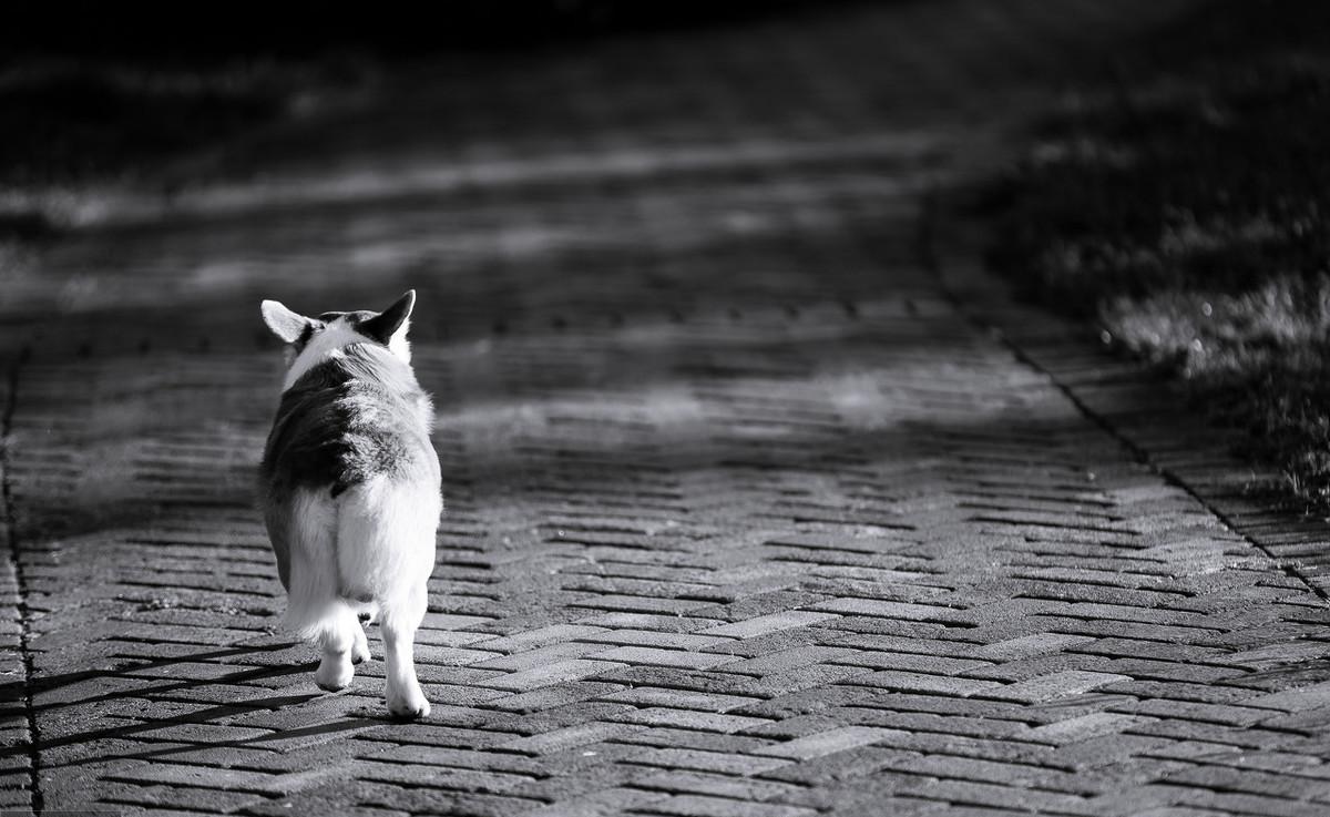 狗狗冲撞古玩摊，撞碎3只瓷器，主人：狗赔给你