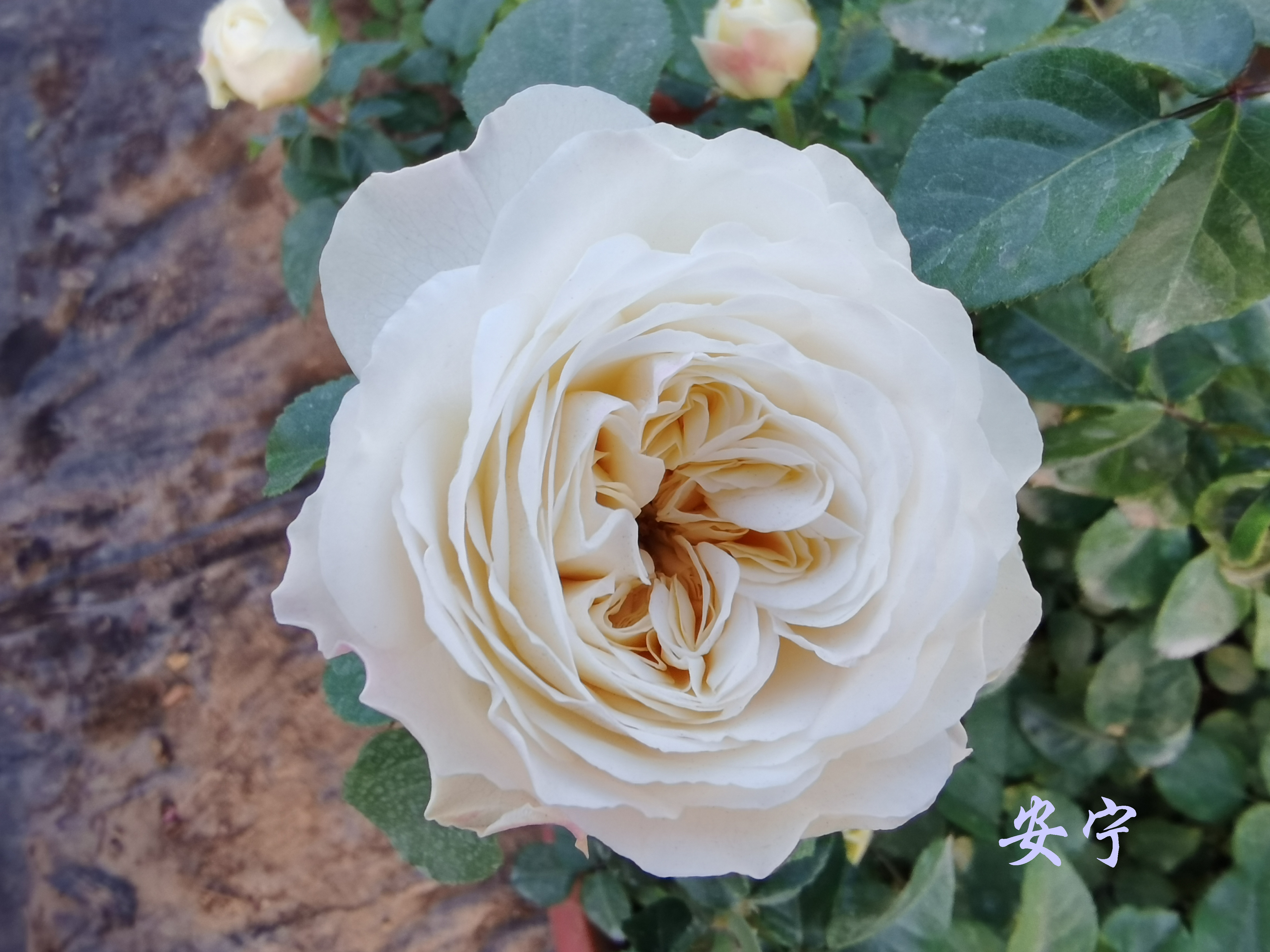 大兴月季园的月季有多少种,北京最大的月季基地在哪