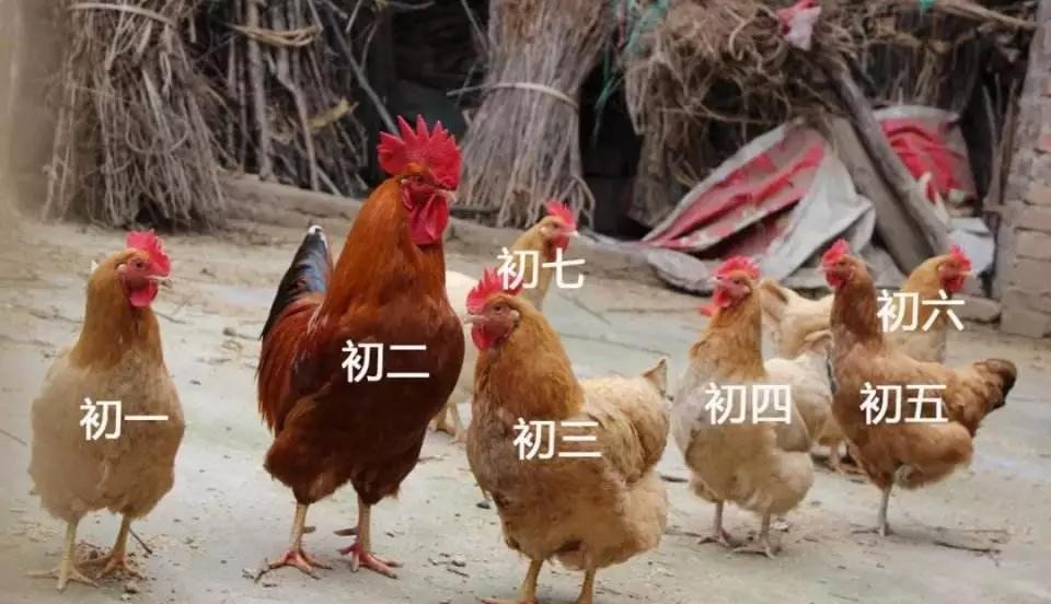 广东人的回家方式,广东人回家感受