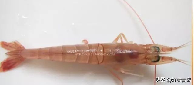 青岛本地人吃的蛎虾是什么虾,大连蛎虾怎么吃