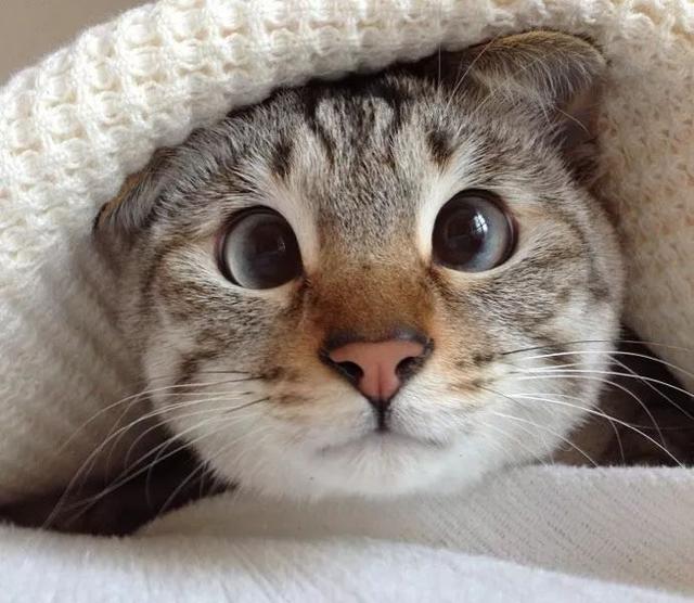 为什么狗狗会对猫很好,狗狗养猫的好处和坏处